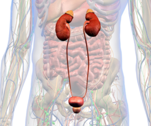 Ilustración del sistema urinario humano, destacando los riñones, la vejiga y los uréteres. Imagen educativa usada por Medscope para explicar la ecografía renal.